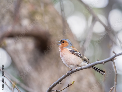 Common chaffinch, Fringilla coelebs, sits on a tree. Common chaffinch in wildlife.