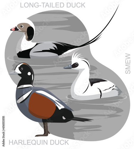 Cute Bird Sea Duck Smew Harlequin Set Cartoon Vector
