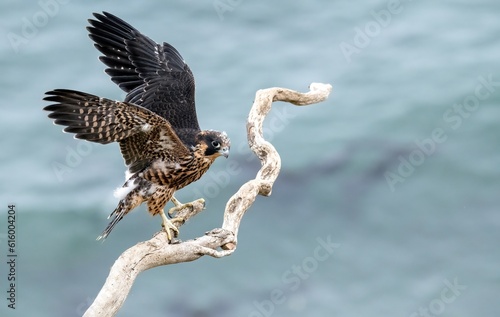 Juvenile peregrine falcon coming landing on a bare tree branch over the pacific ocean in Los Angeles