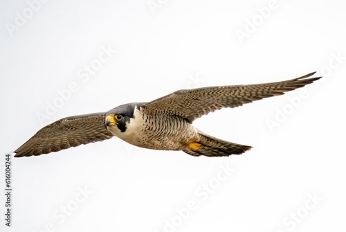 Peregrine falcon frozen in flight full speed and up close near San Pedro Los Angeles
