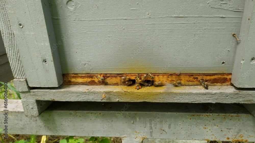 Bees Fly Into Hive Entrance Is Bringing Multicolored Pollen Bees Fly Into Hive Entrance Is Bringing Multicolored Pollen
