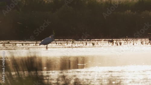 Static shot of an Eurasian Spoonbill standing in shallow water very still as ducks and other waterfowl fly in the background photo