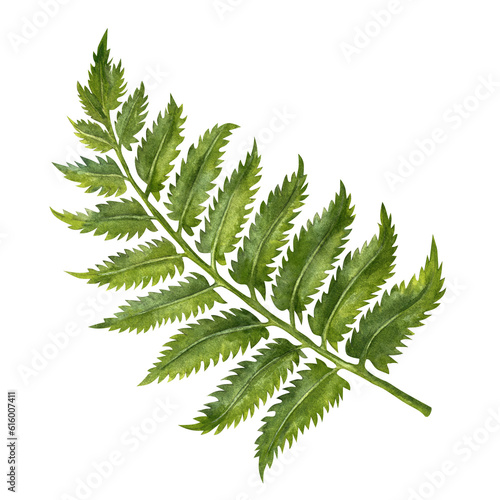 Watercolor illustration of green fern branches with leaves for wedding  birthday  greeting card  menu  banner  border  stickers. Elements isolated on white background.