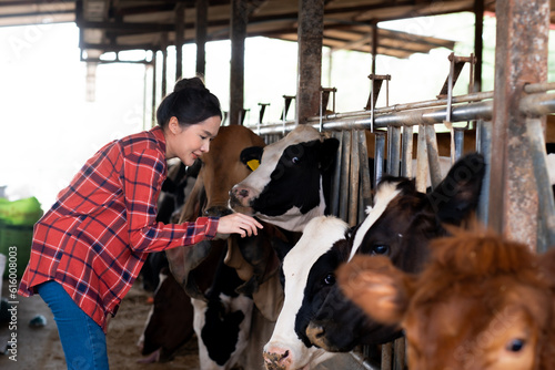 Portratait of Asian beautiful female farmer in red scotish shirt touching her cow in farm gentlely, taking care of pet in farm, agriculture farm. photo