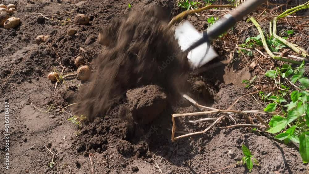 An infertile variety of potato is dug out of the soil. Poor harvest of white potatoes. Infertile depleted soil An infertile variety of potato is dug out of the soil. Poor harvest of white potatoes. Infertile depleted soil