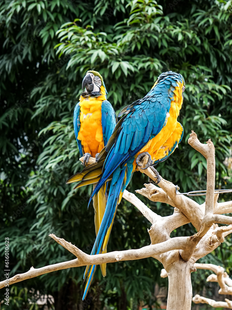 Blue-and-gold macaw (Ara ararauna), also known as blue-and-yellow macaw on the branches Blue-and-gold macaw (Ara ararauna), also known as blue-and-yellow macaw on the branches