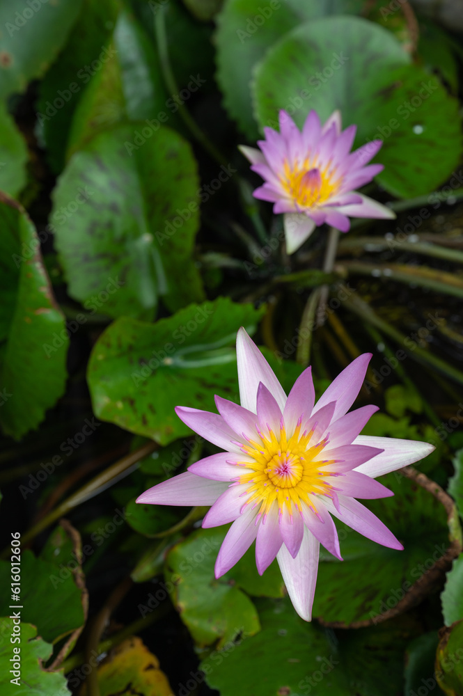 pink and white lotus flower in full bloom. pink and white lotus flower in full bloom.