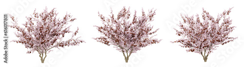 Prunus cerasifera tree on transparent background, png plant, 3d render illustration. photo