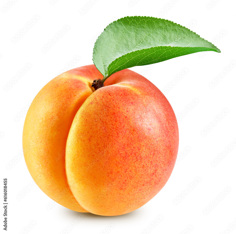 Apricot isolated. Apricot on white Apricot isolated. Apricot on white