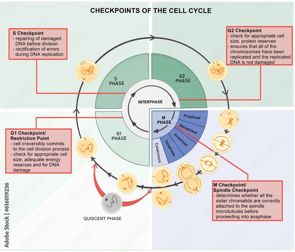 Cell Cycle and its progression Stock Illustration Biology Diagrams
