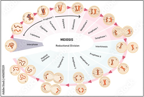 Details of Meiosis photo