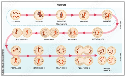 Details of Meiosis photo