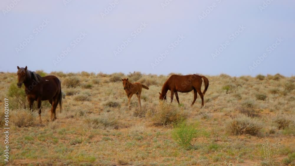Wild happy horses graze in the steppes of Kazakhstan. Halal food production. Horse milk. Meat production Wild happy horses graze in the steppes of Kazakhstan. Halal food production. Horse milk. Meat production