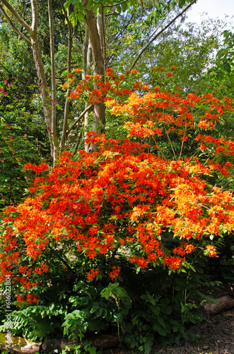 Flame azalea. Close up. Rhododendron calendulaceum photo