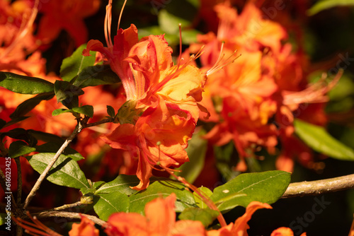 Flame azalea. Close up. Rhododendron calendulaceum