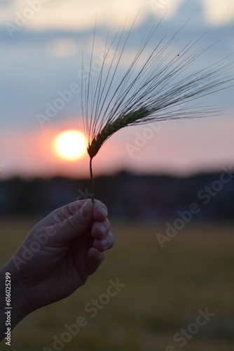 Weizenfelder-Felder-Sonnenuntergang-Natur