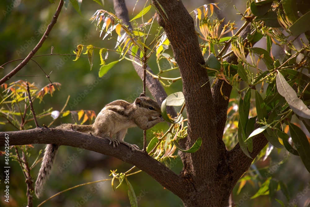 Squirrel sniffing flowers on a tree Squirrel sniffing flowers on a tree