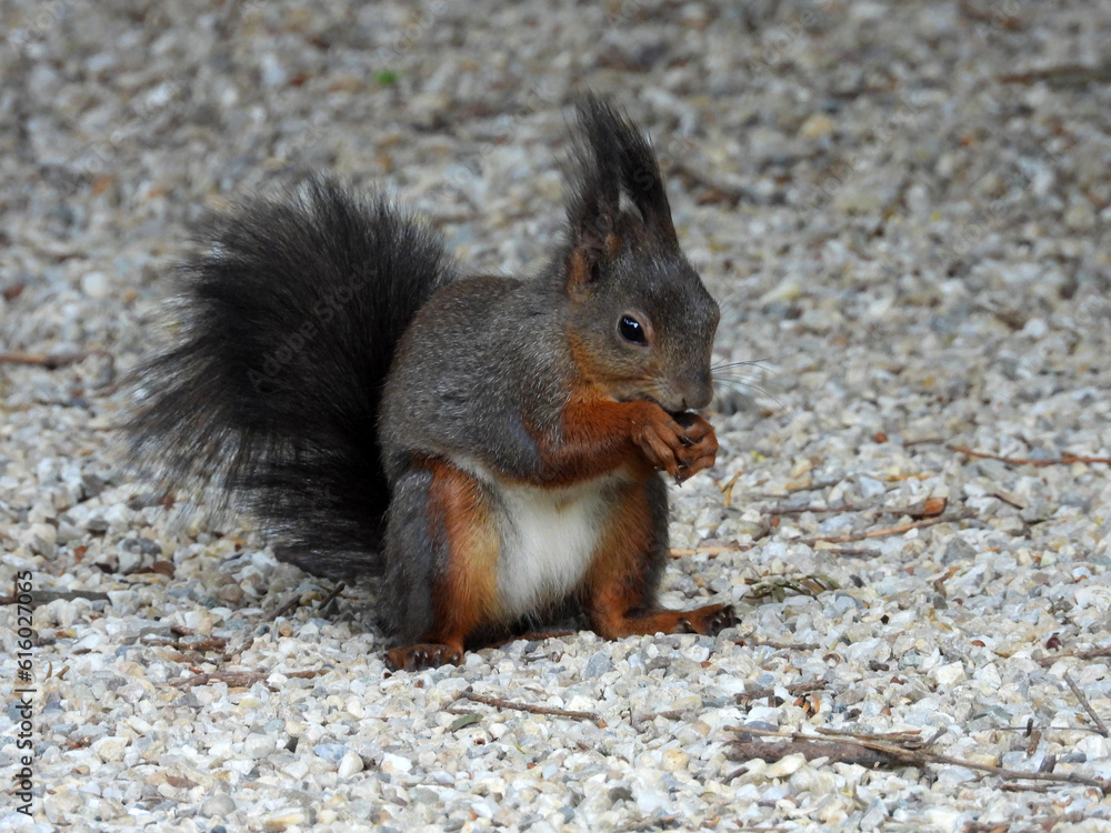 portrait of small squirrel eating nut portrait of small squirrel eating nut