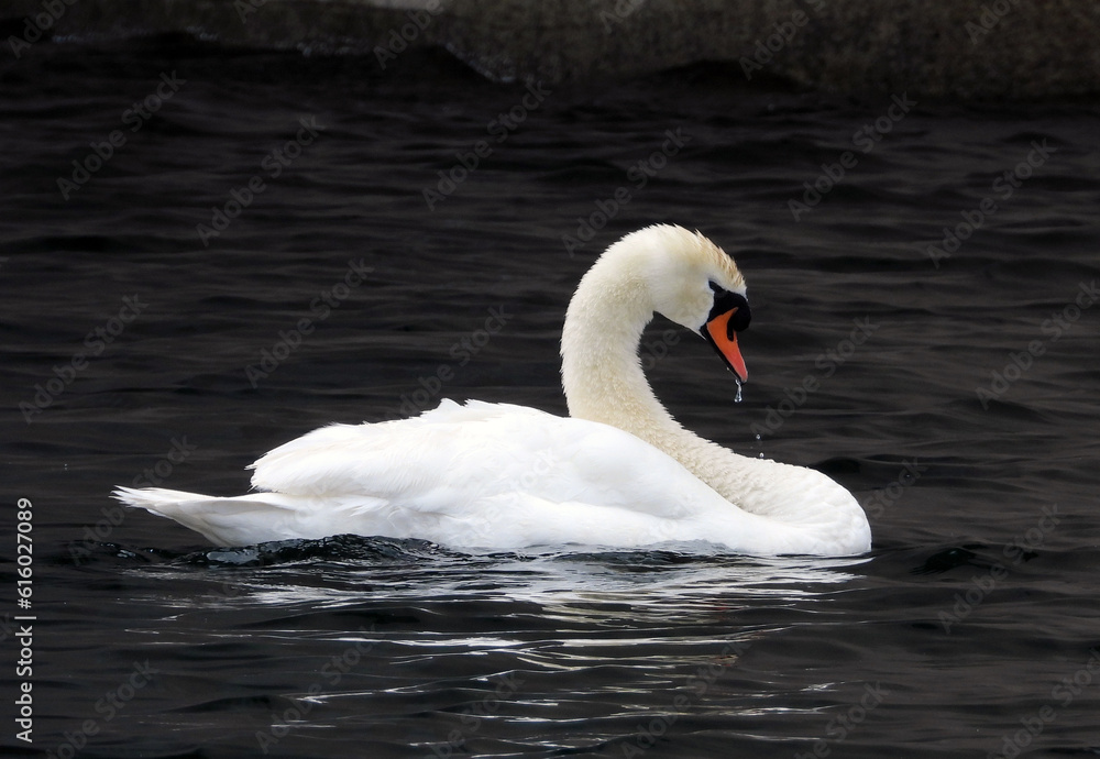 white swans swimming in the Danube river in Vienna, Austria white swans swimming in the Danube river in Vienna, Austria