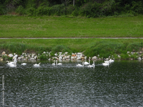 white swans swimming in the Danube river in Vienna, Austria   