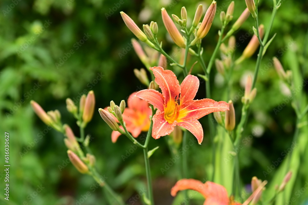 Flowers Flowers