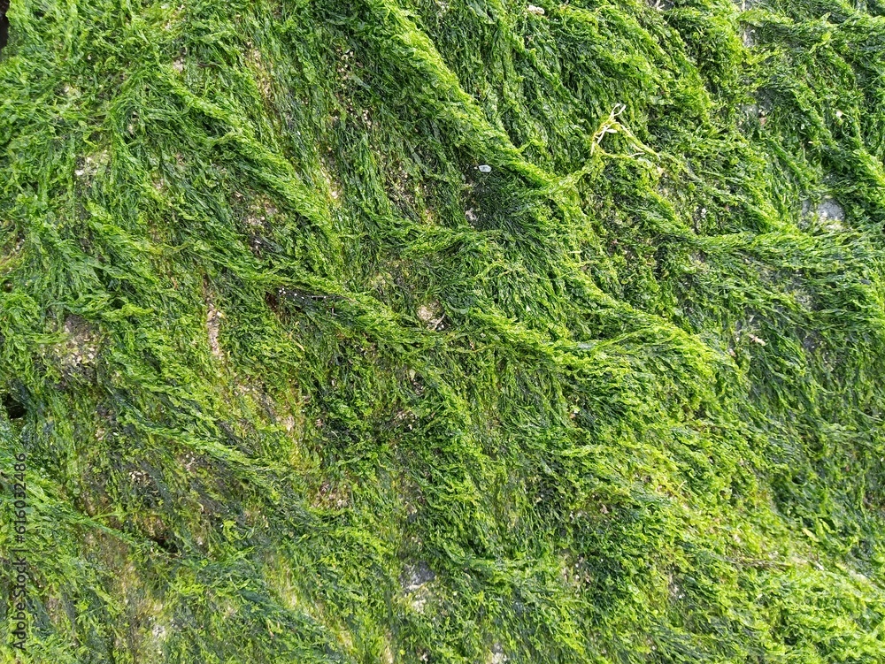 Sea grass on the rock A Sea grass on the rock A