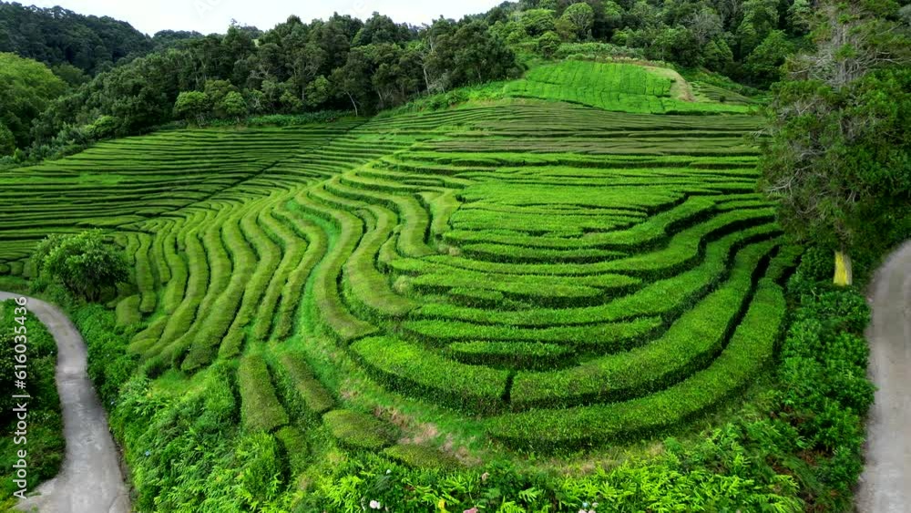 Tea fields on the Azores islands. Tea fields on the Azores islands.