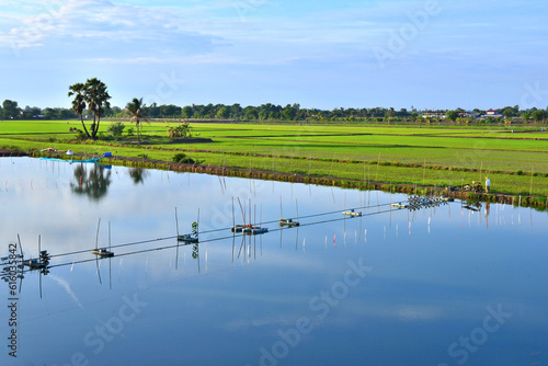 Farmer's planting season in the rice field
