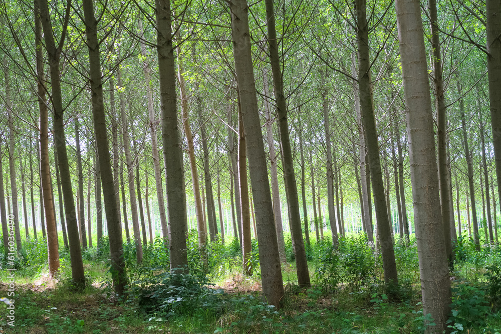 Fototapeta premium Poplars trees panorama landscape cultivation agriculture nature natural field leaves