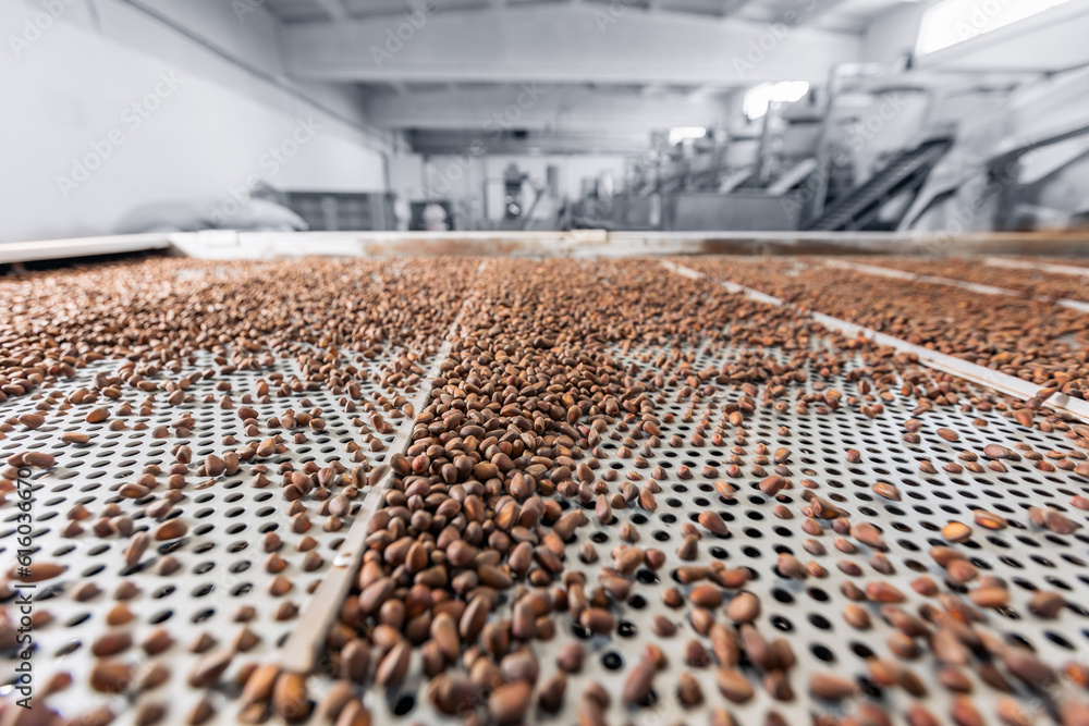 Fototapeta premium Raw ripe fresh brown pine nuts in shell on conveyor. Industrial organic food factory