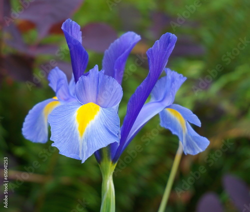 Dutch Iris Blue Diamond flower with the yellow accent on each falling petal close up. Sweetly scented Blue Iris is ideal forenhancing beds and borders, and it's a remarkably long-lasting cut flower.