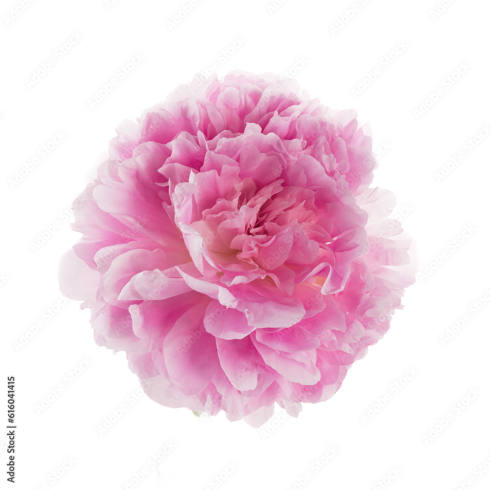 Pink peony flower isolated on white background Pink peony flower isolated on white background