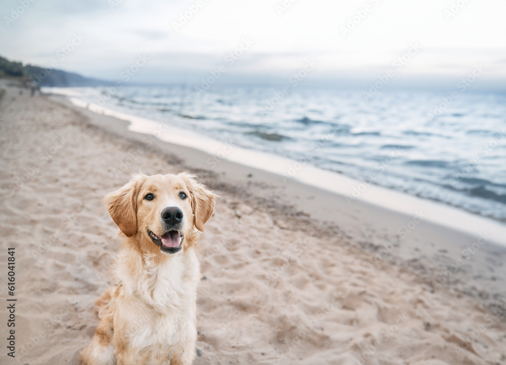 Top view portrait of a golden retriever is sitting on the seashore. A happy purebred dog is looking into the camera. Dog on the beach
