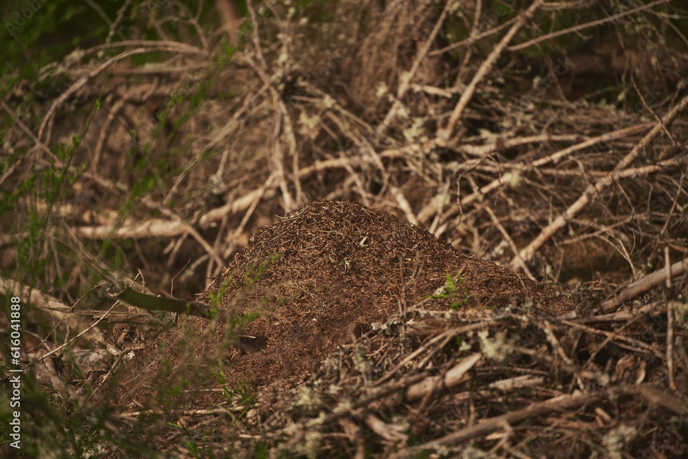 Fototapeta premium Giant anthill in the European forest.