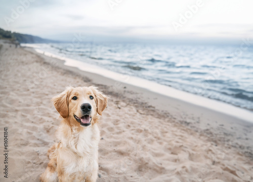Fototapeta Naklejka Na Ścianę i Meble -  Top view portrait of a golden retriever is sitting on the seashore. A happy purebred dog is looking into the camera. Dog on the beach