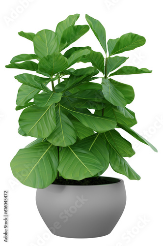 Fiddle Leaf Fig or Terminalia catappa singapore isolated. Png transparency 