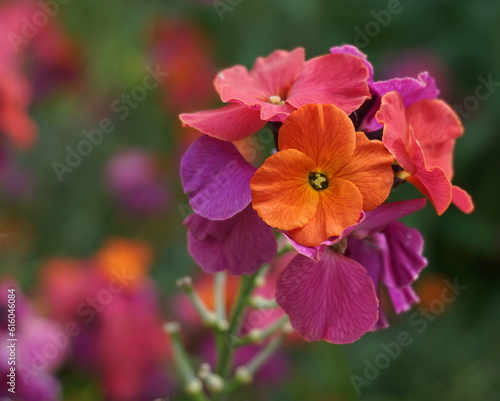 Colorful Erysimum ‘Winter Orchid’ Wallflower flowers close up. Fragrant flowers attracts Butterflies, Bees, Birds.