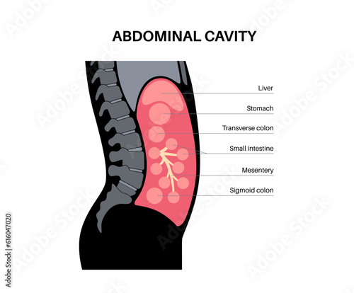 Abdominal cavity anatomy