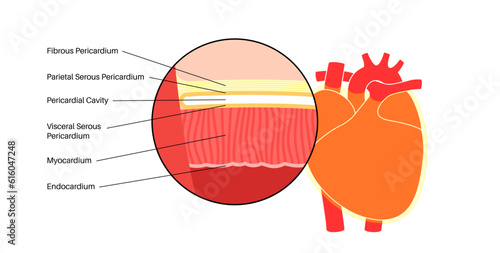 Heart wall anatomy