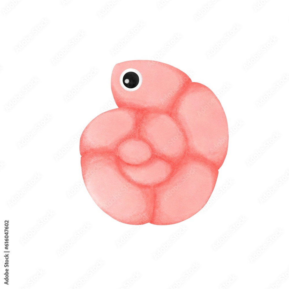 Fototapeta premium Clam