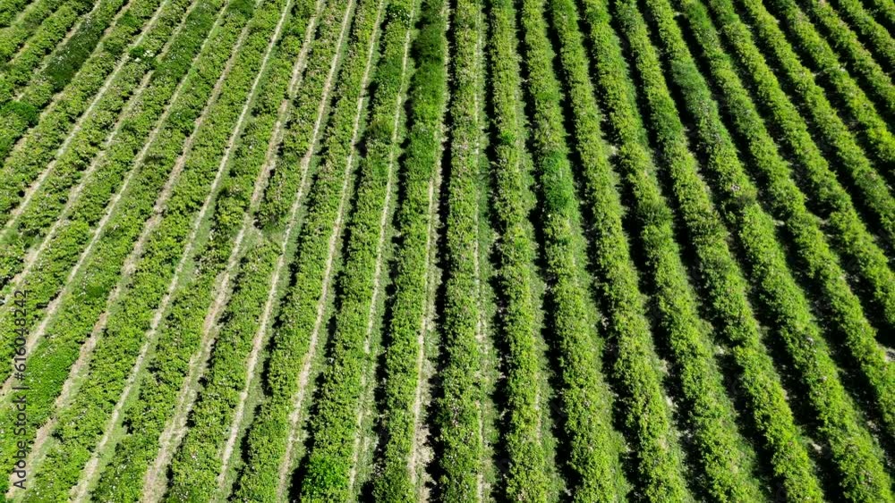Oil-bearing Roses Damascena Variety in An Agricultural Field Oil-bearing Roses Damascena Variety in An Agricultural Field