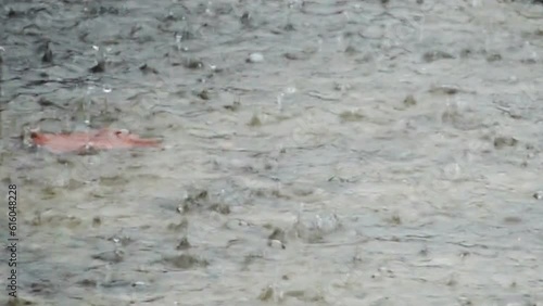 Drops of heavy rain on water