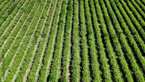 Oil-bearing Roses Damascena Variety in An Agricultural Field