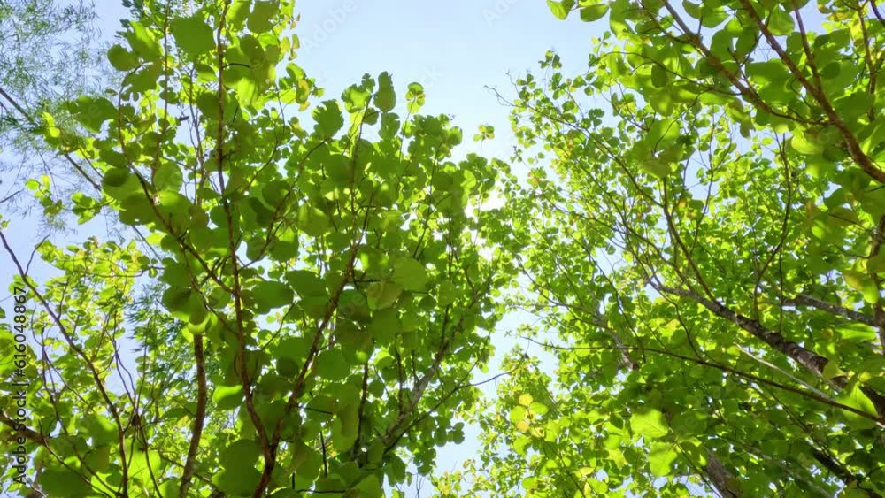 Tropical rainforest look up view on a sunny day. Tropical rainforest look up view on a sunny day.