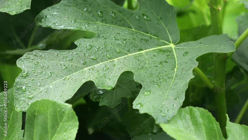 Fig tree leaves in rainy weather. Rain drops on fig leaves in summer. High quality 4k footage Fig tree leaves in rainy weather. Rain drops on fig leaves in summer. High quality 4k footage