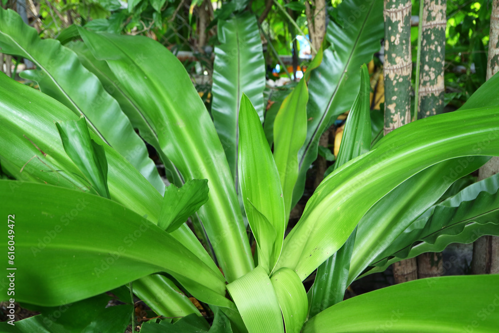 Obraz premium Closeup of vibrant green bird's-nest fern growing in the backyard