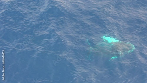 Wallpaper Mural Aerial view of Baby humpback whale breaching and jumping out of the water Torontodigital.ca