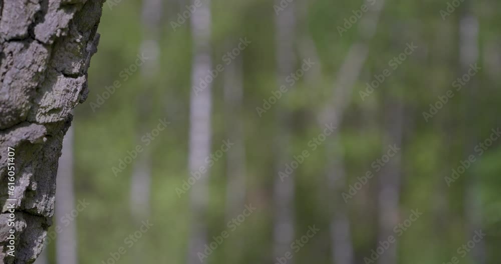 Schärfeverlagerung im Wald auf eine Baumrinde im Vodergrund Schärfeverlagerung im Wald auf eine Baumrinde im Vodergrund