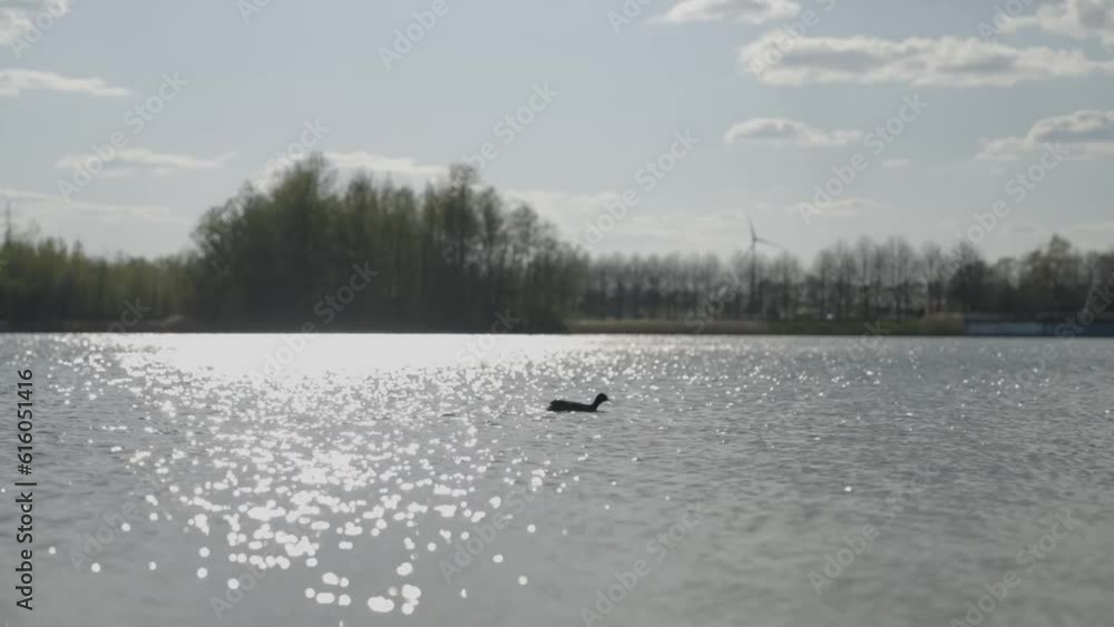 eine Ente schwimmt im Gegenlicht eine Ente schwimmt im Gegenlicht