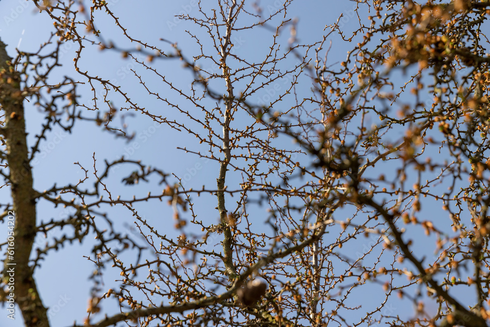 larch tree in sunny weather in early spring larch tree in sunny weather in early spring